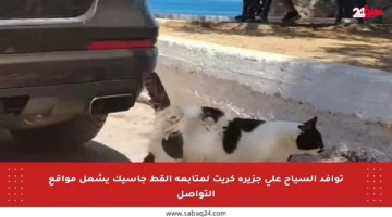توافد السياح على جزيرة كريت لمتابعة القط جاسيك يشعل مواقع التواصل